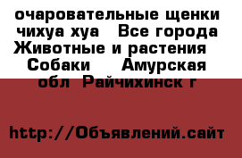 очаровательные щенки чихуа-хуа - Все города Животные и растения » Собаки   . Амурская обл.,Райчихинск г.